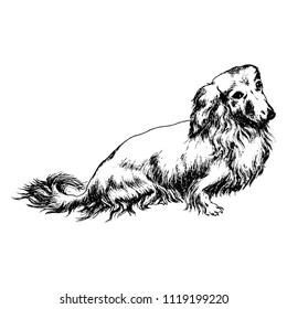 Cute realistic hand drawn dog longhaired dachshund in crosshatched vintage style. Vector illustration. svg