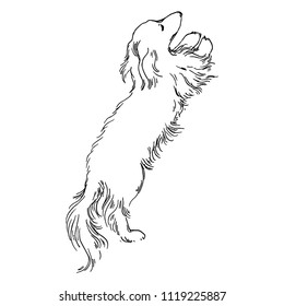 Cute realistic hand drawn dog longhaired dachshund in crosshatched vintage style. Vector illustration.