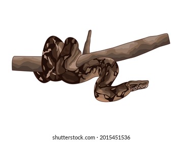 Cute and realistic snake on white background