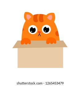 cute red cat with big black eyes and a nose in the form of a heart spends its free time.