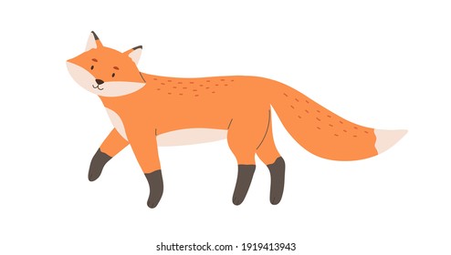 Cute red fox with black paws and fluffy tail. Happy smiling animal character with friendly face. Childish flat cartoon vector illustration isolated on white background