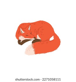 Pezo rojo lindo durmiendo en forma de bola plana, ilustración vectorial aislada en fondo blanco. Elemento de diseño decorativo para web e impresión, animal silvestre, carácter divertido