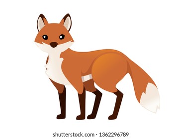 Cute red fox is standing on four legs. Cartoon animal character design. Forest animal. Flat vector illustration isolated on white background.