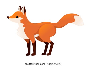 Cute red fox is standing on four legs. Cartoon animal character design. Forest animal. Flat vector illustration isolated on white background.