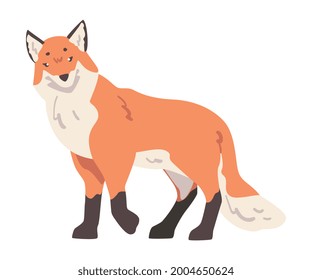 Cute Red Fox, Wild Predator Forest Mammal Animal Cartoon Vector Illustration