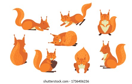 Cute red furry squirrel set. Cartoon animal in different action, sleeping, jumping, holding nut. Vector illustration for mammals, wildlife, forest fauna concept.