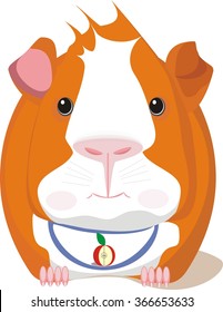 Cute red guinea pig in its bib is ready to eat 