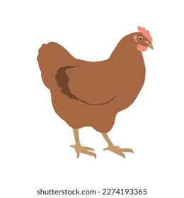 Cute red hen icon, vector illustration isolated on white. Home farming bird, Easter design element.