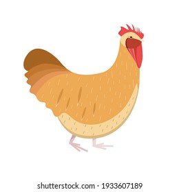 Cute red hen on a white background. Farm animals, poultry