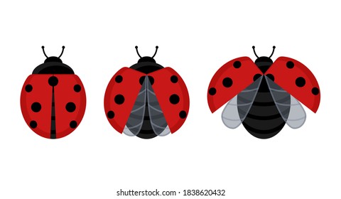 Cute red ladybug beetle insect set on a leaf or flying isolated on white background. Vector illustration