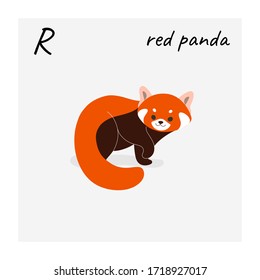 Cute red panda - cartoon animal character. Vector illustration in flat style isolated on gray background.