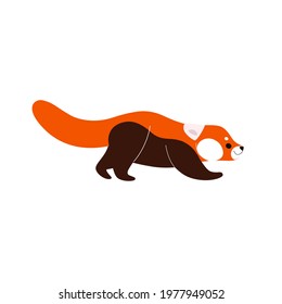 Cute red panda - cartoon animal character. Vector illustration in flat style isolated on white background.