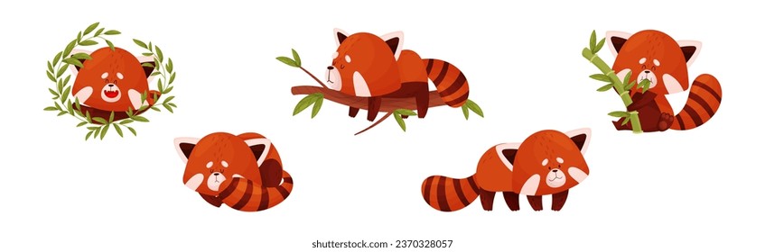 Cute Red Panda Chinese Animal Character with Striped Tail Vector Set