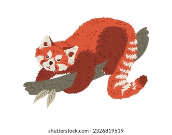 El panda rojo lindo sube a una rama. Dibujo vectorial plano de dibujos animados sobre fondo blanco. Concepto de naturaleza de la vida silvestre. Carácter animal chino de bosque salvaje, panda rojo esponjoso con una graciosa pose de cola.