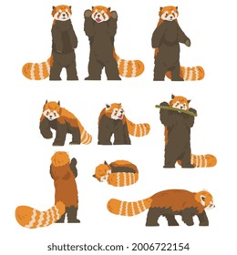 Cute Red Panda Doing Different Activities Set, Adorable Wild Animal Cartoon Vector Illustration