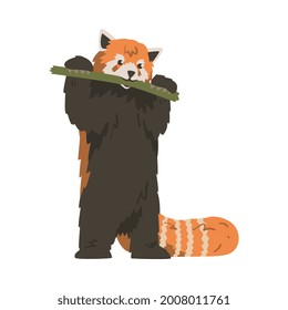 Cute Red Panda Eating Bamboo, Adorable Wild Animal Standing on Hind Paws Cartoon Vector Illustration