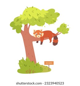 Panda rojo recortado en la rama del árbol en la ilustración del vector zoológico. Dibujo de una planta tropical aislada y divertido animal de descanso con la cara adorable, garras y cola, carácter exótico y señas panda roja