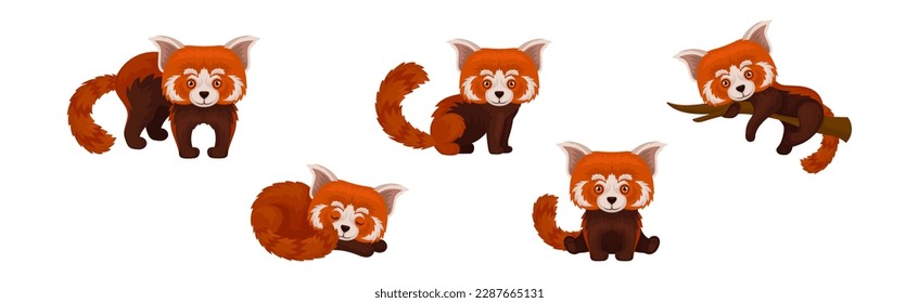 Cute Red Panda as Rare Pet from Zoo in Different Pose Vector Set