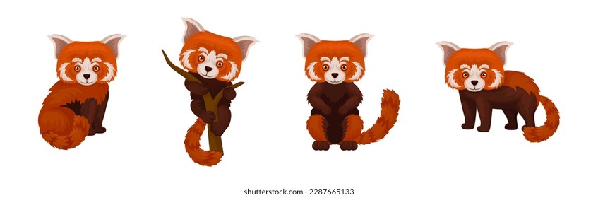Cute Red Panda as Rare Pet from Zoo in Different Pose Vector Set
