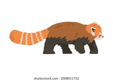 Cute Red Panda, Side View of Adorable Wild Animal Cartoon Vector Illustration