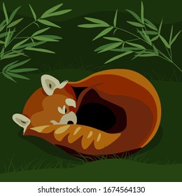 Cute red panda sleeps grass  lesser panda realistic flat vector illustration  