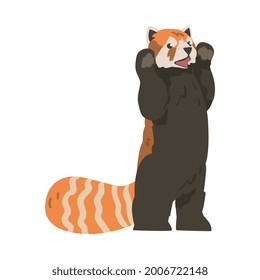 Cute Red Panda Standing with Front Paws Raised, Adorable Wild Animal Cartoon Vector Illustration