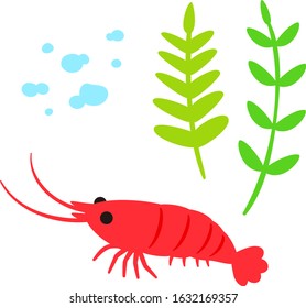 Cute red shrimp on the bottom of water