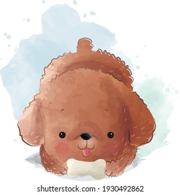 Cute Red Toy Poodle Puppy Series