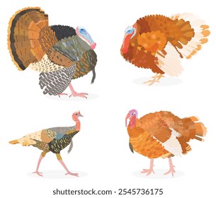 Ilustración de personaje de Vector de pájaro de Turquía rojo lindo. Caricatura de ganado granja de aves de corral, naturaleza salvaje animal aislado Clipart. Día de Acción de Gracias.