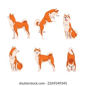 Cute red and white shiba inu dog in different poses set. Friendly purebred pet dog cartoon vector illustration