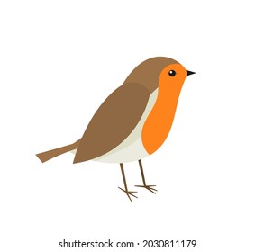 Cute robin bird. Vector illustration.