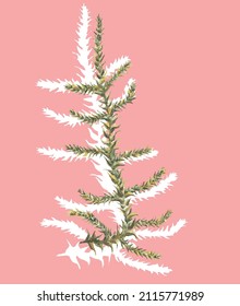 Cute romantic vector botanical illustration of moss Haplocladium macrophyllum with a white shadow on a pink background