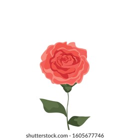 cute rose with branch and leafs isolated icon vector illustration design