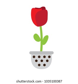 Cute rose on a pot