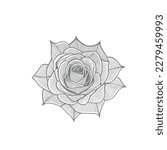 A Cute Roses Vector artwork coloring page, coloring book, leaves, black outline hand drawn sketch. Vector element for natural, wedding design, plant, botanical illustration, coloring book, line art.