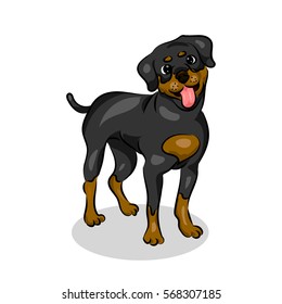 cute rottweiler dog at the white background