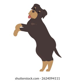 Cute rottweiler standing on its hind legs, playful pose with tongue out