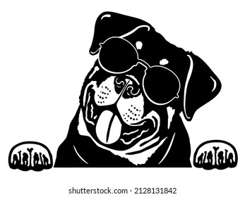 Cute Rottweiler with sunglasses, rottie peeking dog portrait