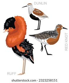 Cute Ruff Red Knot Dunlin Sandpiper Set Cartoon Vektorgrafik