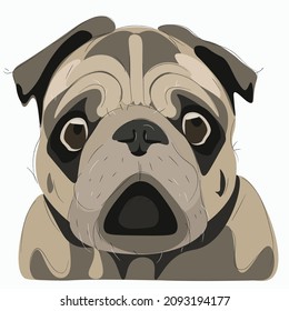Un pug triste, retrato. Ilustración vectorial.