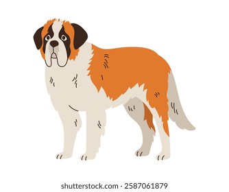 Cute Saint Bernard dog standing. Pet animal, breed. Isolated flat vector illustration