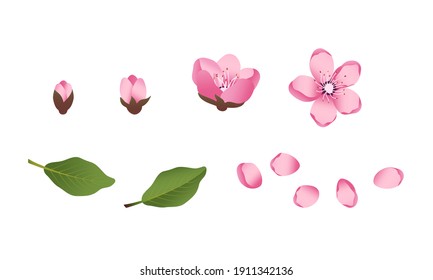 Cute Sakura flowers icon set. The cherry have bloomed. Spring pink blooming composition with buds and leaves. Festive decorations for wedding, holiday, postcard, poster. Vector illustration