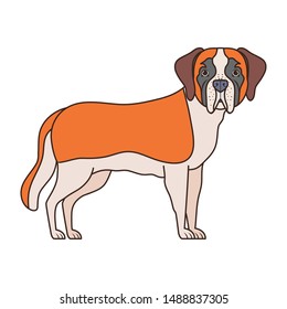 cute san bernardo dog on white background