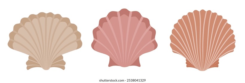 Cute scallop set cute cartoon style. Seashell collection on white background.