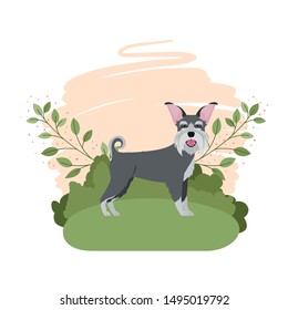 cute schnauzer dog with background landscape