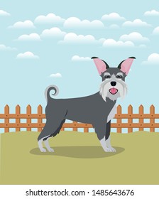 cute schnauzer dog pet character in the camp