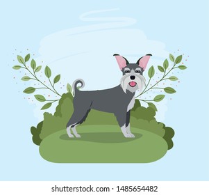 cute schnauzer dog pet character in the camp