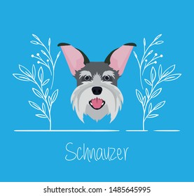 cute schnauzer dog pet head character