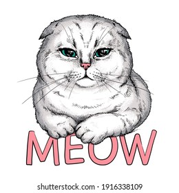 Cute scottish fold cat. Meow illustration. Stylish image for printing on any surface