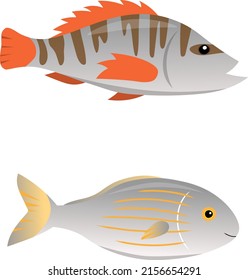 Cute sea animals on a white background in cartoon childish style. Vector illustration with Salema porgy (Sarpa salpa) and painted comber (Serranus scriba) for kids.